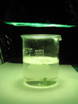 green1